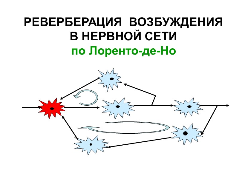 РЕВЕРБЕРАЦИЯ  ВОЗБУЖДЕНИЯ В НЕРВНОЙ СЕТИ  по Лоренто-де-Но